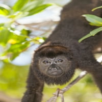 Howler Monkey, Centar za rehabilitaciju i šumski rezervat na Mango Keyu, Roatanov tisak plakata Stuart Westmorland