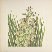 American Wild Flowers Yucca Print plakata Mary V. Walcott