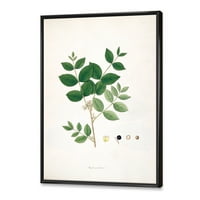 Drevne biljke u okvirima slika uokvirena umjetnički tisak na platnu