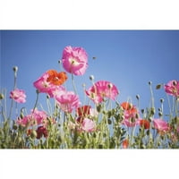 Ispis plakata u ružičastom cvijeću na plavom nebu, 12 dpi