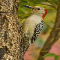 Sjeverna Karolina, Woodpecker s crvenokosama na drvetu od strane Cathy - Gordon Illg
