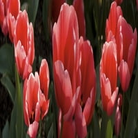 Izbliza plakata s cvijećem crvenog tulipana